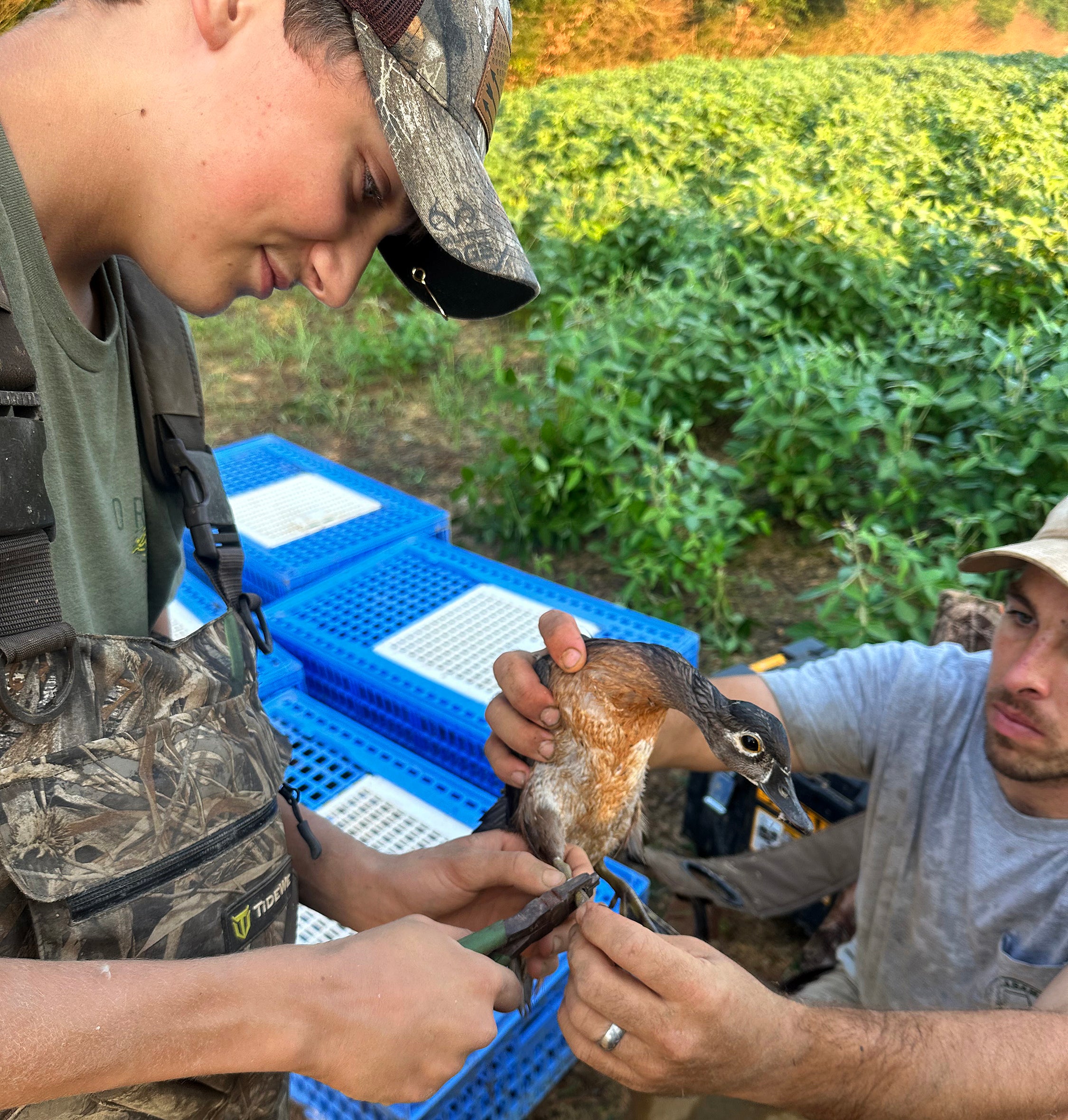 Maddox Optimistic about Waterfowl Seasons Outdoor Alabama